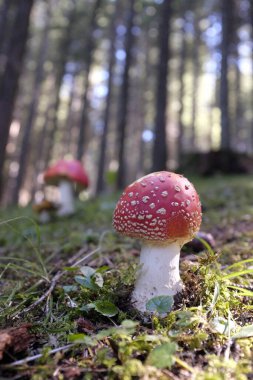mushrooms in the sun growing in the forest ( flyagaric )