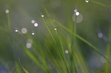 Çimlerin üzerindeki çiy damlaları. 