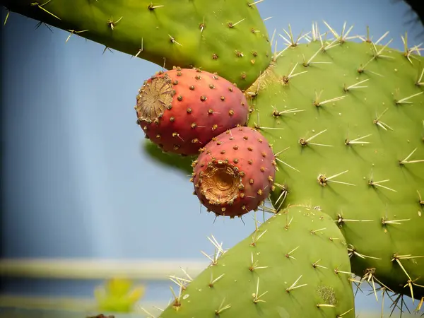 prickly pear fruits with green leaves
