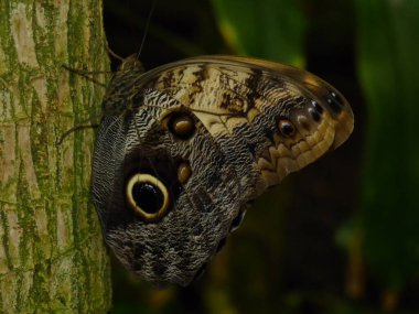 Bagajdaki kelebeğin yakın çekimi