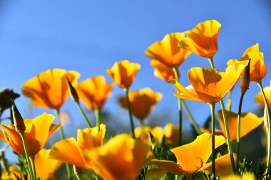 Bahçedeki güzel sarı çiçekler