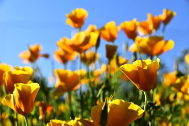 Bahçedeki güzel sarı çiçekler