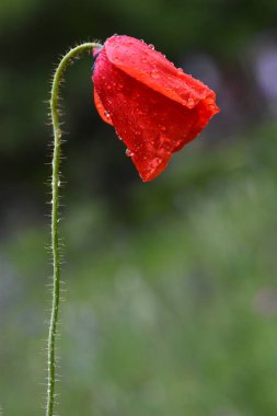 Bahçedeki duvar kağıdındaki kırmızı gelincik çiçeğini kapat.