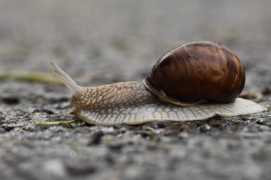 Bulanık bir geçmişi olan yerde sürünen bir salyangoz.  