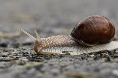 Bulanık bir geçmişi olan yerde sürünen bir salyangoz.  