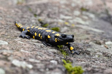Siyah ve sarı benekli bir semender.  