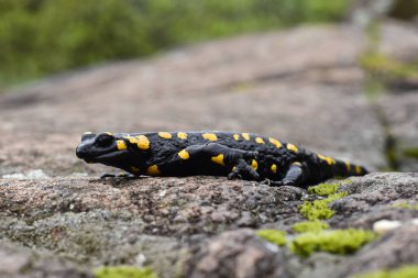 Siyah ve sarı benekli bir semender.  