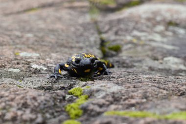 Siyah ve sarı benekli bir semender.  