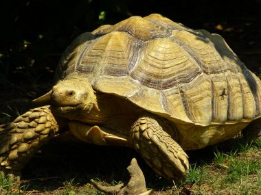 Dev kaplumbağa portresi 