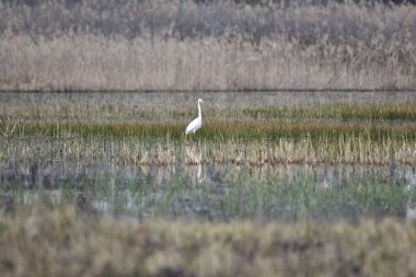 Bataklıkta büyük beyaz balıkçıl