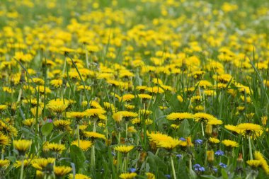 Sarı çiçeklerin genişliği, arkaplanlar için görüntü