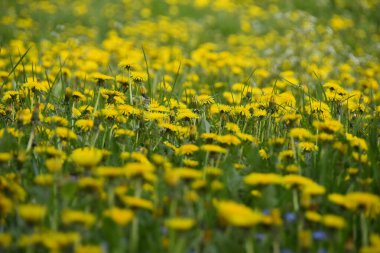 Sarı çiçeklerin genişliği, arkaplanlar için görüntü