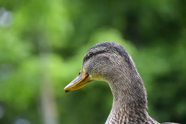 closeup of duck on green background