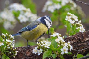 blue tit on flowering tree in spring