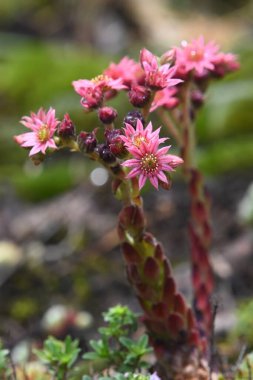 Bahçedeki güzel çiçekler (Sempervivum arachnoideum) sulu bitkiler