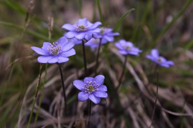 Ormanda mor çiçekler, Liverleaf (Hepatica nobilis )  