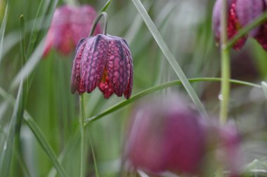 Bahçedeki güzel bahar çiçekleri (fritillaria meleagris) yaygın adları yılan başları, yılan başları (orijinal İngilizce adı), satranç çiçekleri, kurbağa bardakları, kobay çiçekleri, zambak çiçekleri, 