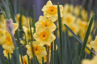 Bahçedeki sarı narsisli