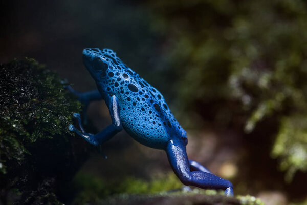  Лягушка в дикой природе 