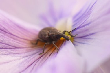 beetle inside purple flower