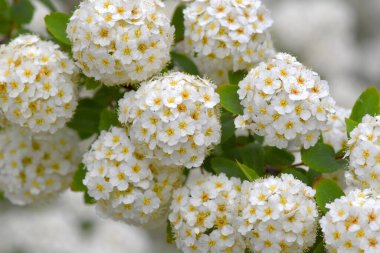 Spria çalısı duvar kağıdının beyaz çiçekleri