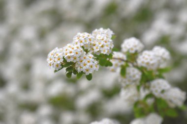 Spria çalısı duvar kağıdının beyaz çiçekleri