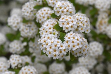 Spria çalısı duvar kağıdının beyaz çiçekleri