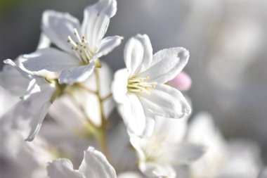 Bahçede beyaz çiçek bahar