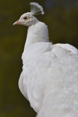 Beyaz bir tavus kuşunun yakın çekimi