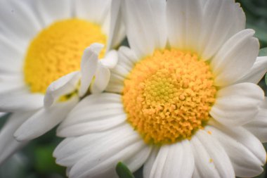 Kapatın güzel çiçekleri.