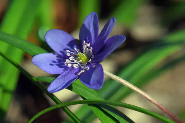 Beautiful Purple Flower Garden Hepatica Nobilis Liverleaf — 图库照片