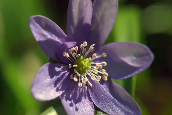 Beautiful Purple Flower Garden Hepatica Nobilis Liverleaf — Stock fotografie