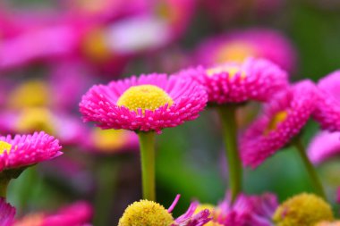 Güzel çiçeklere yakın çekim (Bellis Perrennis )