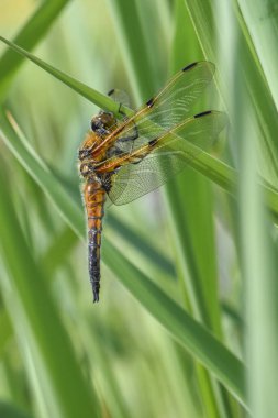 Yusufçuk yeşil çimlerde oturuyor.  