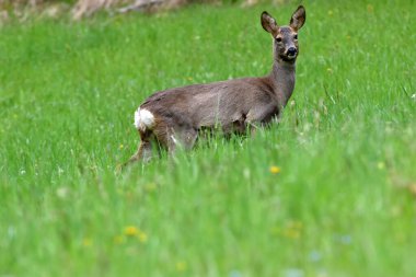 Çimlerin üzerinde yumurta geyiği