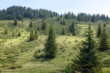 Çam ağaçlı yeşil yüksek dağ manzarası