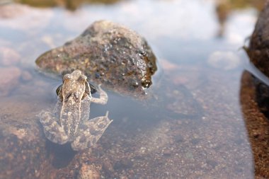 Suda Kurbağa yakın çekim