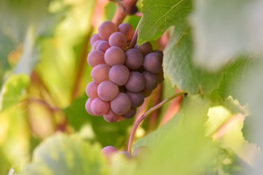 Üzüm bağında olgun kırmızı üzüm.