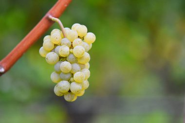 Beyaz şarap üzüm bağ içinde  