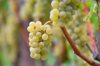 Beyaz şarap üzüm bağ içinde  