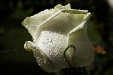 Koyu arkaplanda yağmur damlaları olan beyaz gül çiçeği