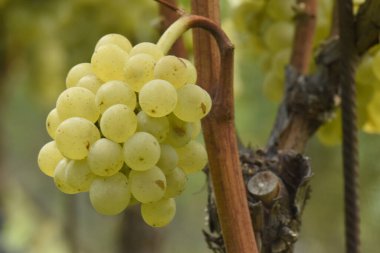 Olgun üzümlerin büyüdüğü yere yakın.