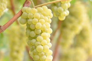 Kırsaldaki üzüm bağında beyaz üzümler  