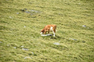 Çayırda otlayan inek.