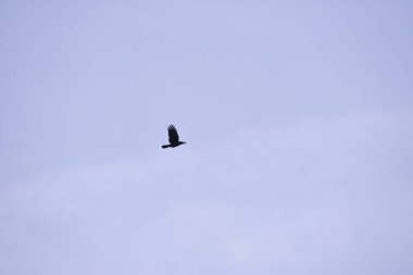 Mavi gökyüzünde uçan siyah karga