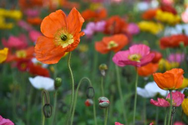 Güzel çiçeklerin manzarasını kapat (gelincikler) )