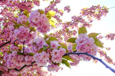  Baharda çiçek açan ağaçlar, pembe çiçekler.  