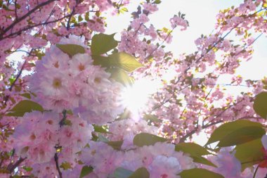  Baharda çiçek açan ağaçlar, pembe çiçekler.  