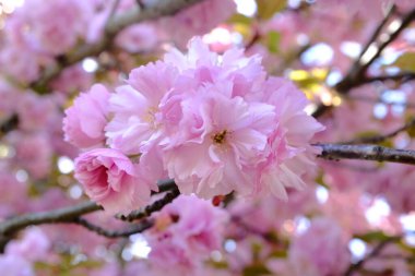  Baharda çiçek açan ağaçlar, pembe çiçekler.  