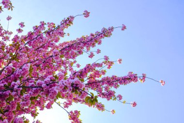 Bahçede bahar çiçekleri açar.  